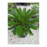Nura Botanik Formlu Cycas Revoluta Sikas Japon Sago Palmiyesi 80-100cm Canlı İç Dış Mekan Bitkisi