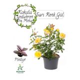 Nura Botanik Formlu Sarı Bahçe Gülü Çiçeği, Saksıda, 30-50 cm, Para Çiçeği Hediyeli