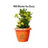 Nura Botanik Formlu Sarı Renk Euphorbia Dikenler Tacı, 20-25 cm
