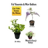 Nura Botanik Ful Yasemin Mor Salkım Ağacı Fidanı, Mezem Çiçeği Peyzaj Seti, 30-60 cm