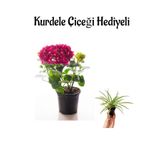 Nura Botanik Fuşya Renkli Ortanca Çiçeği, Kurdele Çiçeği Hediyeli