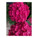 Nura Botanik Fuşya Renkli Ortanca Fidanı, 30-55 cm, Saksılı, Hydrangea