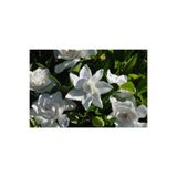 Nura Botanik Gardenya Çiçeği Fidanı, 30-50 cm, Torbalı/Saksılı