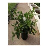 Nura Botanik Gardenya Çiçeği Saksılı, 25-40cm, Beyaz, Mis Kokulu Salon Bitkisi