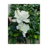 Nura Botanik Gardenya Yoğun Kokulu (Gardenia Jasminoides) Mis Kokulu, Canlı İç Mekan Bitkisi