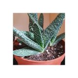 Nura Botanik Gasteria Pillansii Sukulent Bitki, 5.5cm Saksı, Yeşil