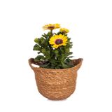 Nura Botanik Gazanya Bitkisi, Sarı Renkli, 20-35 cm, 1 Adet Saksılı