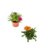 Nura Botanik Gazanya Çiçeği, 2 Adet, Pembe-Turuncu Renk, Saksılı, 10-20 cm, Bahçe Balkon Çiçeği