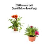Nura Botanik Gazanya Çiçeği, 2 Adet Saksılı, 10-20 cm, Kırmızı-Koyu Pembe, Balkon-Teras Çiçeği
