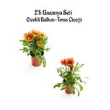 Nura Botanik Gazanya Çiçeği, 2 Adet Saksılı, 10-20 cm, Turuncu Sarı-Kırmızı, Bahçe Balkon Çiçeği