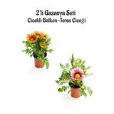 Nura Botanik Gazanya Çiçeği, 2 Adet Saksılı, 10-20 cm, Turuncu Sarı-Pembe Beyaz Renk, Bahçe Balkon Çiçeği