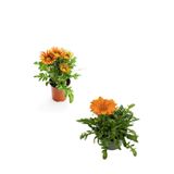 Nura Botanik Gazanya Çiçeği, 2 Adet Saksılı, 10-20 cm, Turuncu Sarı ve Turuncu Renk, Bahçe Balkon Çiçeği