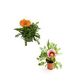 Nura Botanik Gazanya Çiçeği, 2 Adet Saksılı, 10-20cm, Turuncu-Koyu Pembe, Bahçe Balkon Çiçeği