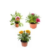 Nura Botanik Gazanya Çiçeği Seti, 3 Adet Saksılı, 10-20 cm, Pembe-Beyaz-Sarı Renk, Teras Çiçeği
