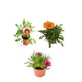 Nura Botanik Gazanya Çiçeği Seti, 3 Adet Saksılı, 10-20 cm, Pembe-Beyaz-Turuncu, Balkon Çiçeği