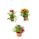 Nura Botanik Gazanya Çiçeği Seti, 3 Adet Saksılı, 10-20 cm, Pembe-Beyaz-Turuncu-Turuncu Sarı Renk, Teras Çiçeği