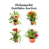 Nura Botanik Gazanya Çiçeği Seti, 4 Adet Saksılı, Pembe Beyaz Turuncu Kırmızı Koyu Pembe, 10-20cm