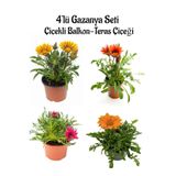 Nura Botanik Gazanya Çiçeği Seti, 4 Adet Saksılı, Sarı+Kırmızı+Koyu Pembe+Turuncu, 10-20cm Balkon Çiçeği