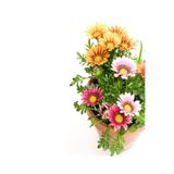 Nura Botanik Gazanya Karışık Renkli, 10-20 cm, 10 Adet Saksılı Çiçekli Bodur Bitki