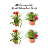 Nura Botanik Gazanya Seti, 4'lü Balkon-Teras Çiçeği, Kırmızı ve Koyu Pembe, Saksılı 10-20cm