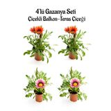 Nura Botanik Gazanya Seti, 4'lü Çiçekli Balkon-Teras Çiçeği, 10-20cm, Kırmızı ve Pembe Beyaz