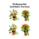 Nura Botanik Gazanya Seti, 4'lü Çiçekli Balkon-Teras Çiçeği, Pembe ve Turuncu Sarı, 10-20cm Saksılı