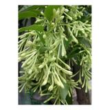 Nura Botanik Gece Yasemini (Cestrum Nocturnum) Melisa Çiçeği, 1 Adet Saksılı, 30-60 cm