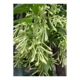 Nura Botanik Gece Yasemini (Cestrum Nocturnum) Melisa Çiçeği 1 ADET Saksılı 30-60Cm