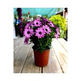 Nura Botanik Gerbera Jamesonii Bodrum Papatyası Mor Renkli, 20-35 cm, 1 Adet Saksıda Canlı Bitki