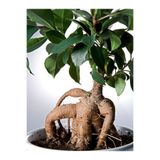 Nura Botanik Ginseng Bonsai Ficus Microcarpa, 40-60 cm, Saksılı, İç Mekan Bitkisi