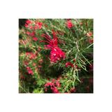 Nura Botanik Grevillea Juniperina Gravilla Çalısı Çiçeği Fidanı, 30-50 cm, Saksılı, Kırmızı Çiçekli Bodur Bitki
