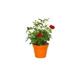 Nura Botanik Gül Fidanı, Kokulu Kırmızı, 40-65 cm, Saksılı Aşılı Red Rose