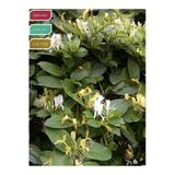 Nura Botanik Hanımeli Fidanı Kokulu Lonicera caprifolium, 80-100 cm, Saksıda, Çok Renkli