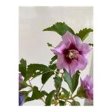 Nura Botanik Hatmi Çiçeği Ağaç Fidanı, Saksılı, 40-60cm, Mor
