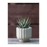 Nura Botanik Haworthia Zebrina Yılanderisi Sukulent Bitki, 5.5cm Saksı