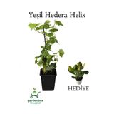 Nura Botanik Hedera Helix Duvar Sarmaşığı Saksılı 30-50 cm + Yeşim Para Çiçeği Hediye