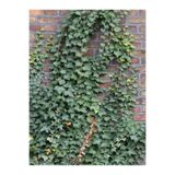 Nura Botanik Hedera Helix Kaya Sarmaşığı, 40-60 cm, Tırmanıcı Bahçe Bitkisi