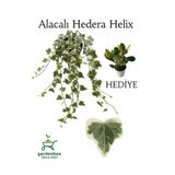 Nura Botanik Hedera Helix Sarmaşığı Alacalı, Saksılı, 30-40 cm, Yeşim Para Çiçeği ile Kombinasyon