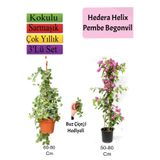 Nura Botanik Hedera Helix Sarmaşığı, Pembe Begonvil, Buz Çiçeği Hediyeli Set