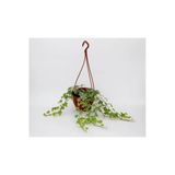 Nura Botanik Hedera Helix Sarmaşık, Askılı Saksıda, 30-50cm, Hediyelik Ofis Salon Bitkisi