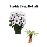Nura Botanik Hediyelik Beyaz Bodrum Papatyası, Kurdele Çiçeği