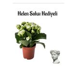Nura Botanik Hediyelik Beyaz Kalanşo (Kalanchoe) Çiçeği, Helen Saksı, Hediyeli