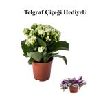 Nura Botanik Hediyelik Beyaz Kalanşo (Kalanchoe) Çiçeği, Kurdele Hediyeli