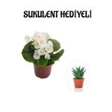 Nura Botanik Hediyelik Beyaz Şeker Begonya Çiçeği, Sukulent Hediyeli
