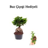 Nura Botanik Hediyelik Bonsai Bitkisi, Buz Çiçeği Hediyeli