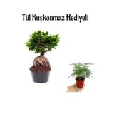 Nura Botanik Hediyelik Bonsai Bitkisi, Tül Kuşkonmaz, Anneler Gününe Özel