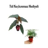 Nura Botanik Hediyelik Çiçekli Çilli Begonya Çiçeği, Tül Kuşkonmaz