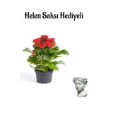 Nura Botanik Hediyelik Kırmızı Kalanşo (Kalanchoe) Çiçeği, Helen Saksı, Sevgililer Gününe Özel