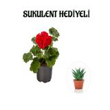 Nura Botanik Hediyelik Kırmızı Sardunya Fidanı, Sevgililer Gününe Özel, Sukulent Hediyeli