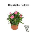 Nura Botanik Hediyelik Mis Kokulu Pembe Karanfil Çiçeği, Helen Saksı, Hediyeli
